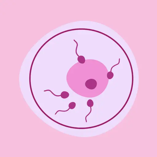 An egg being fertilised